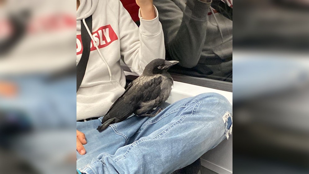 Ein Wiener beförderte am Mittwochfrüh seinen Raben mit der S-Bahn durch ganz Wien.