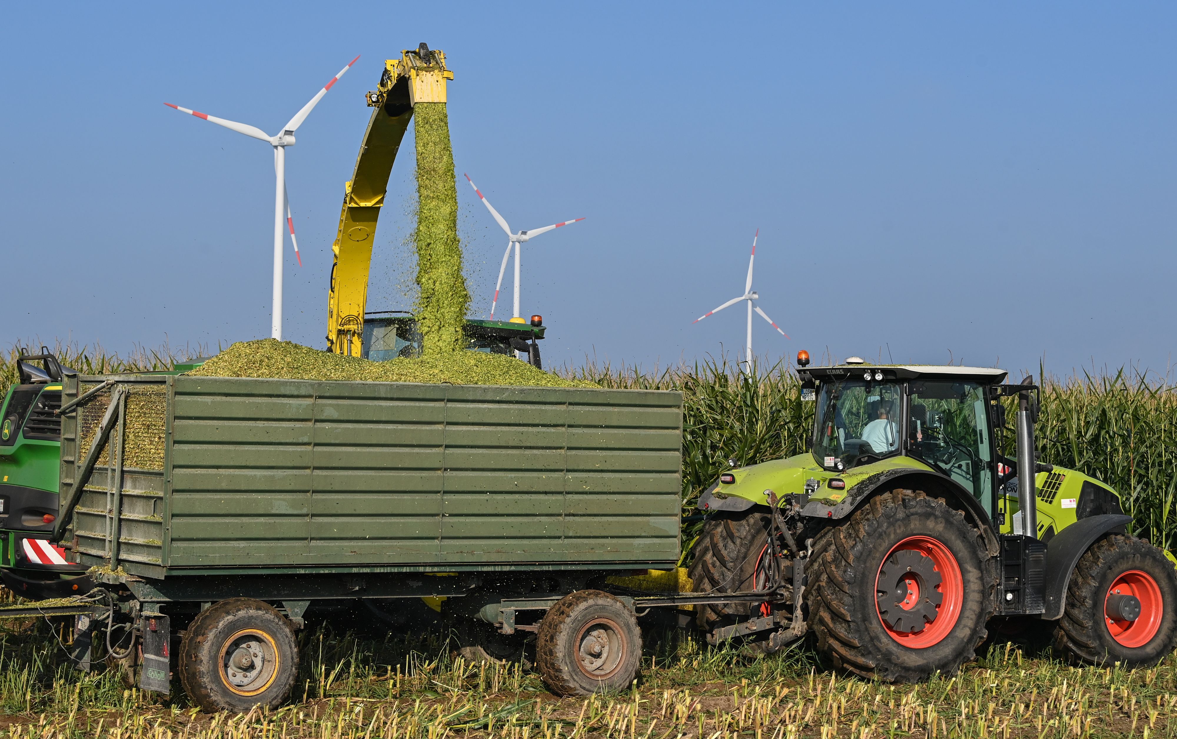 Der Landwirt hat die vermisste während seiner Tätigkeit im Maisfeld entdeckt. Symbolbild. 
