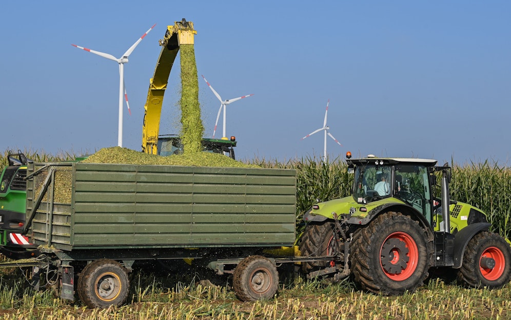 Der Landwirt hat die vermisste während seiner Tätigkeit im Maisfeld entdeckt. Symbolbild. 