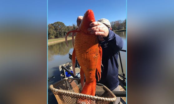 Experten warnen jährlich davor, die kleinen Goldfische in freie Gewässer auszusetzen.