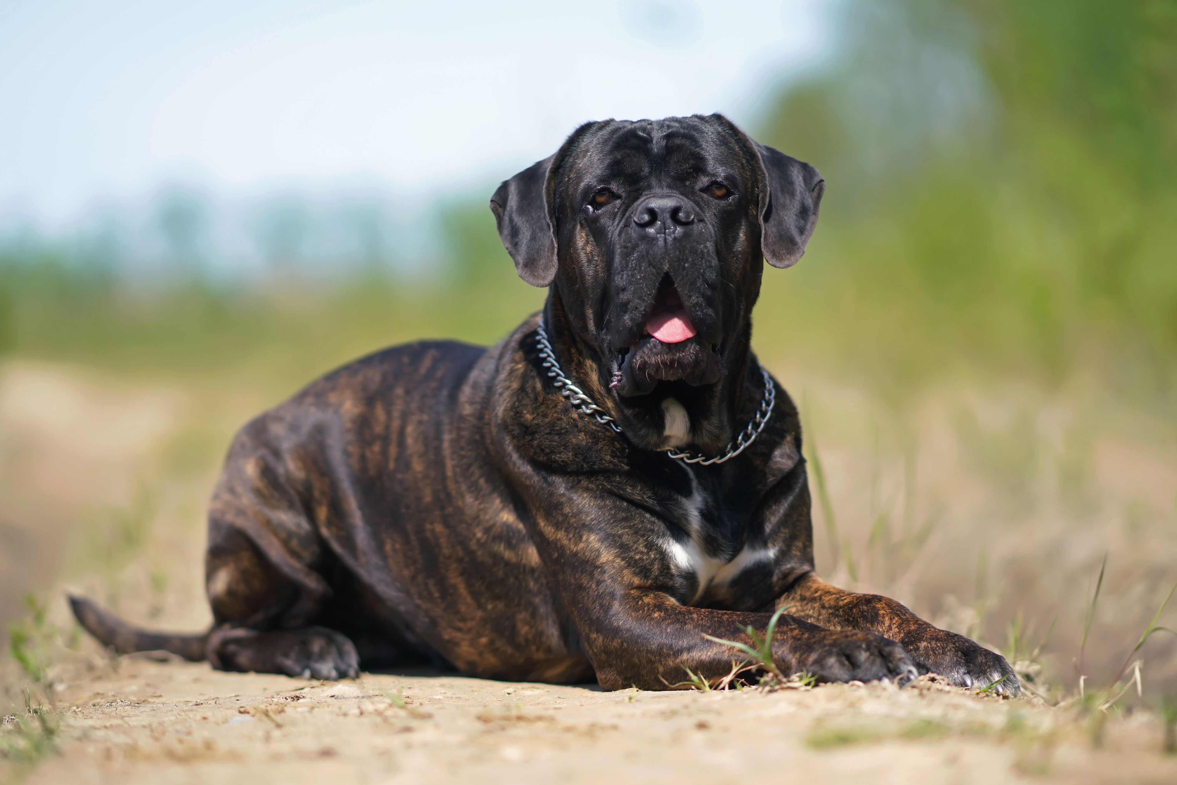 Brindle Cane Corso (Symbolfoto)
