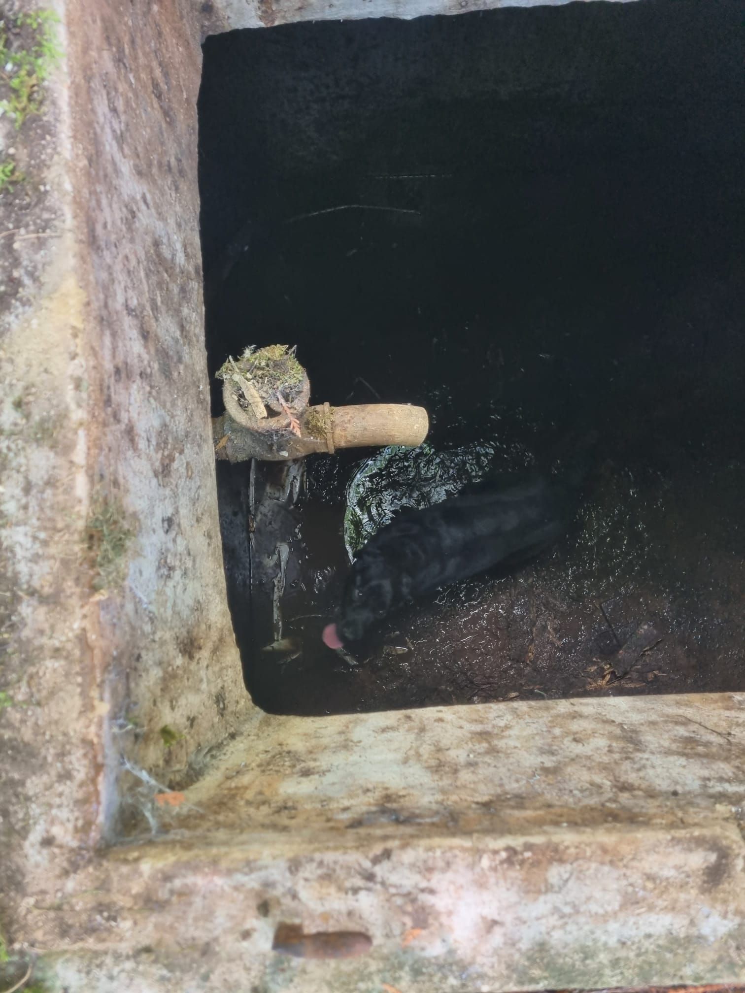 Die Feuerwehr rettete den Hund aus dem Wasserbehälter.