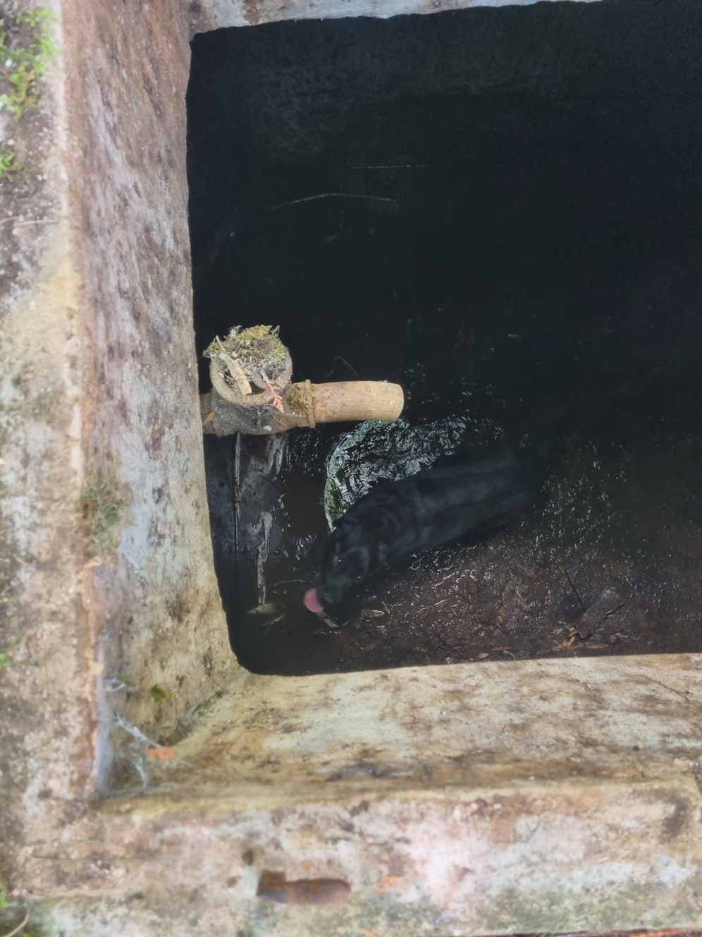 Die Feuerwehr rettete den Hund aus dem Wasserbehälter.
