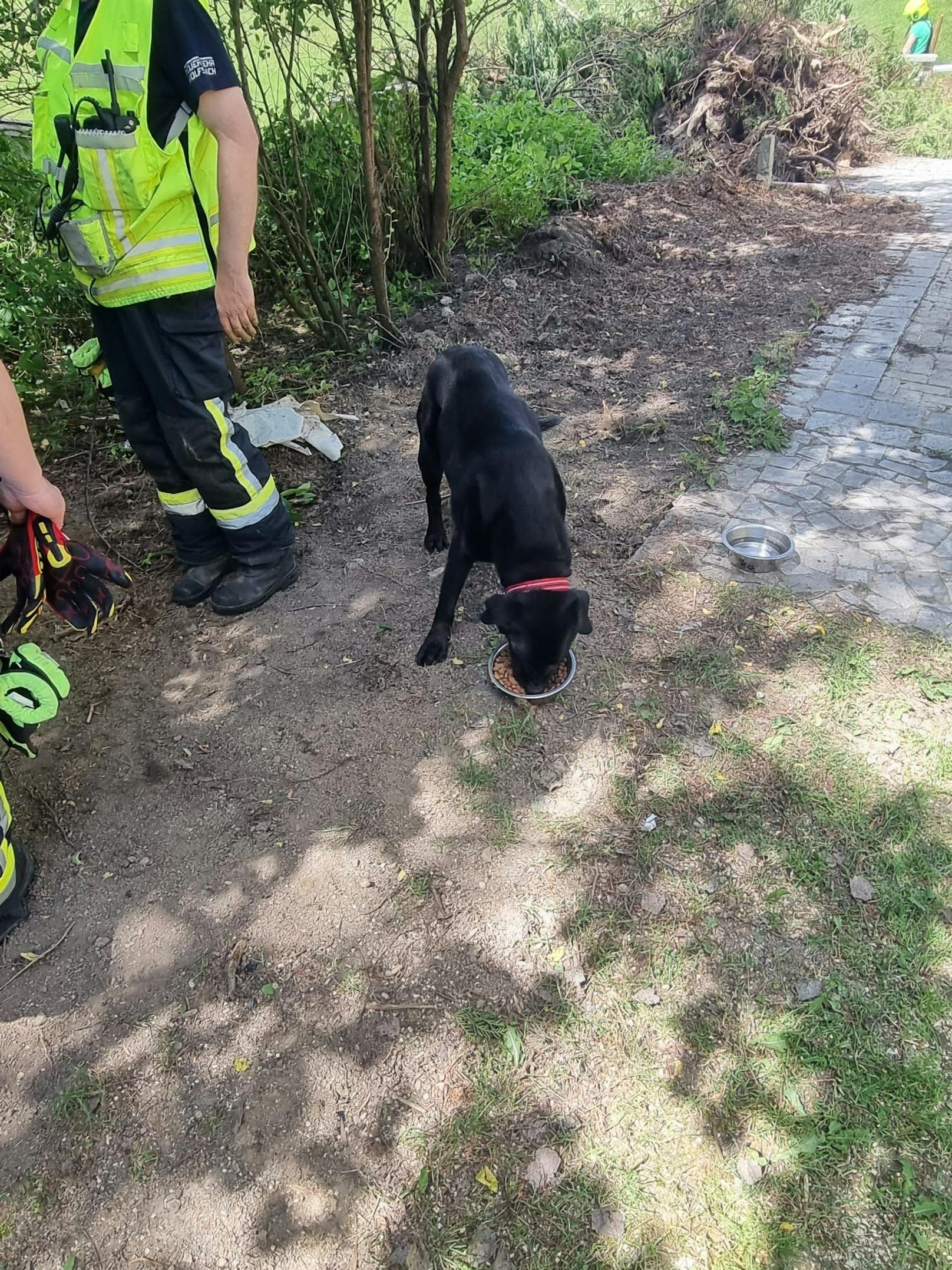 Die Feuerwehr rettete den Hund aus dem Wasserbehälter.