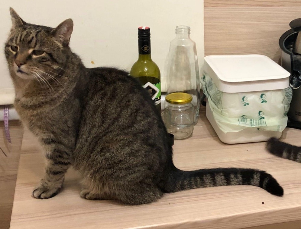 Katze Diego wird gesucht