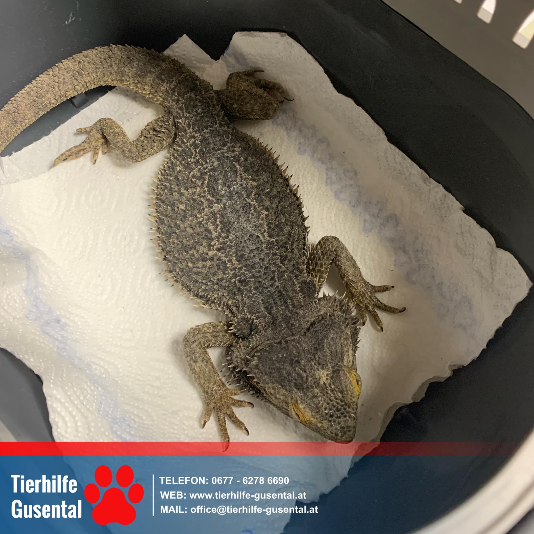 Diese Bartagame erschreckte in Grieskirchen eine Oberösterreicherin beim Blumengießen.