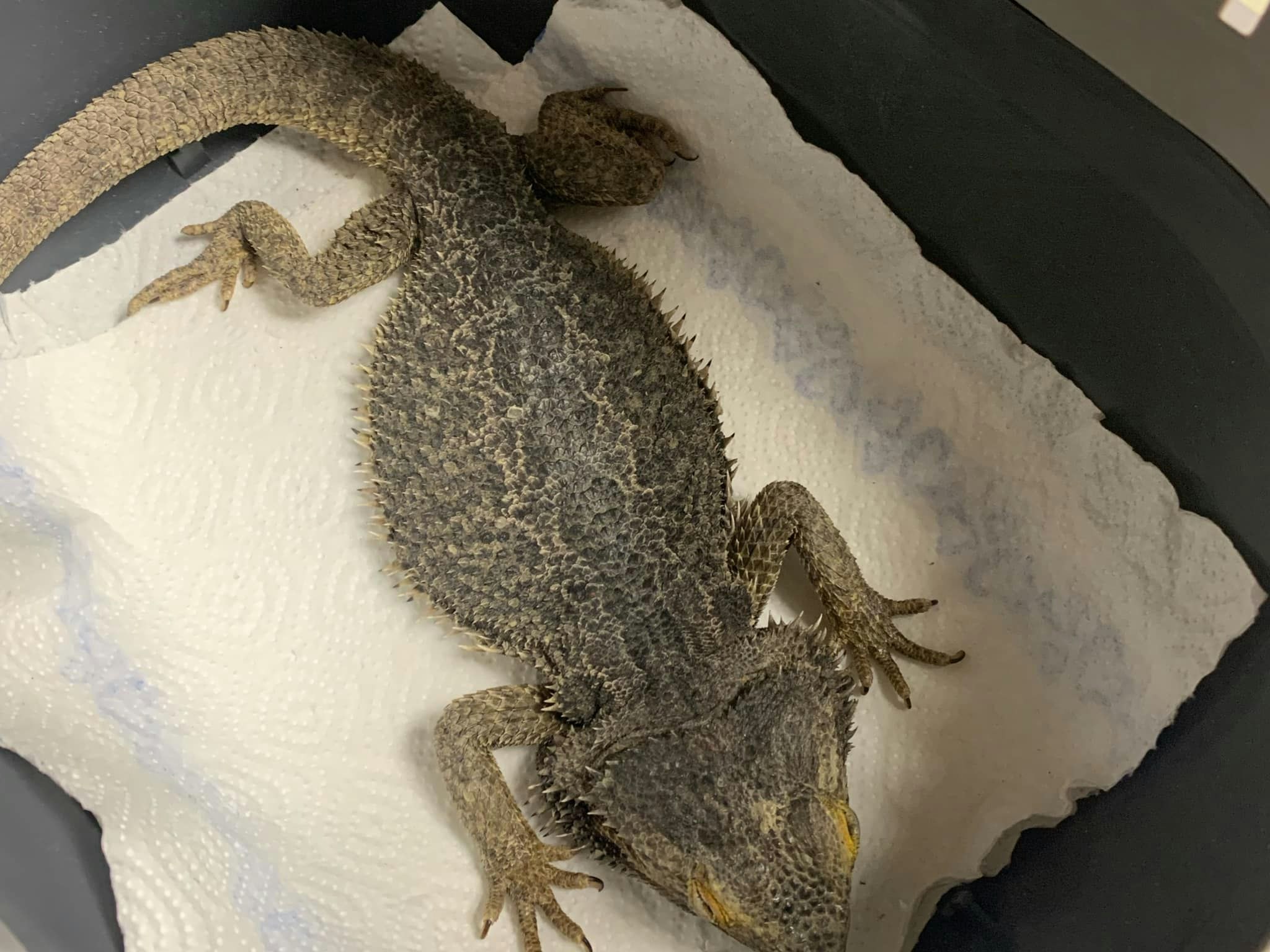 Diese Bartagame erschreckte in Grieskirchen eine Oberösterreicherin beim Blumengießen.