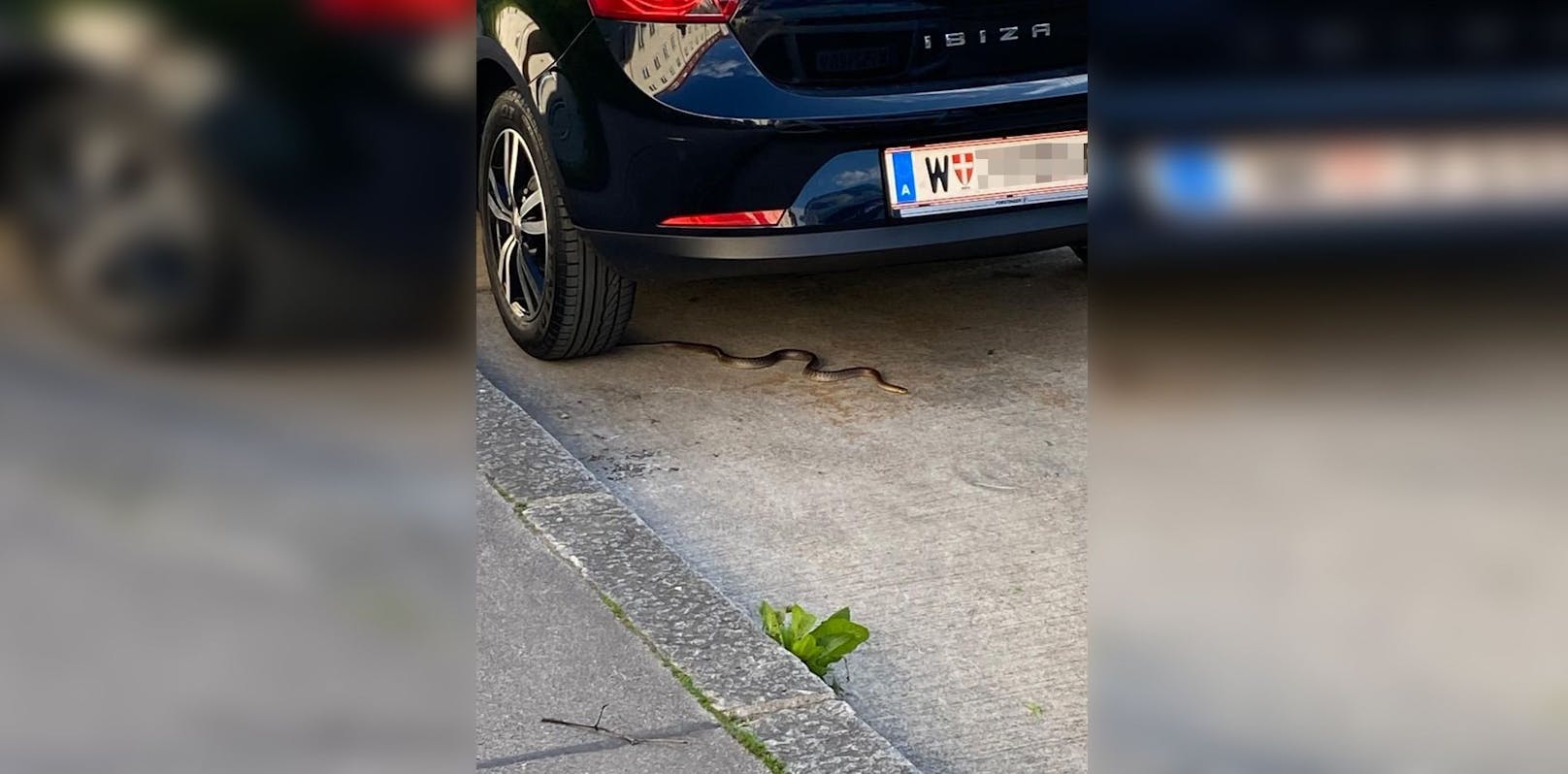 Diese Schlange sorgte für Aufregung am Samstagabend in Penzing.