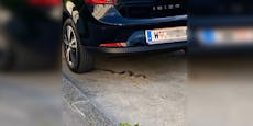 Schlangen-Alarm in Wien: "Sie kroch unter Auto hervor"