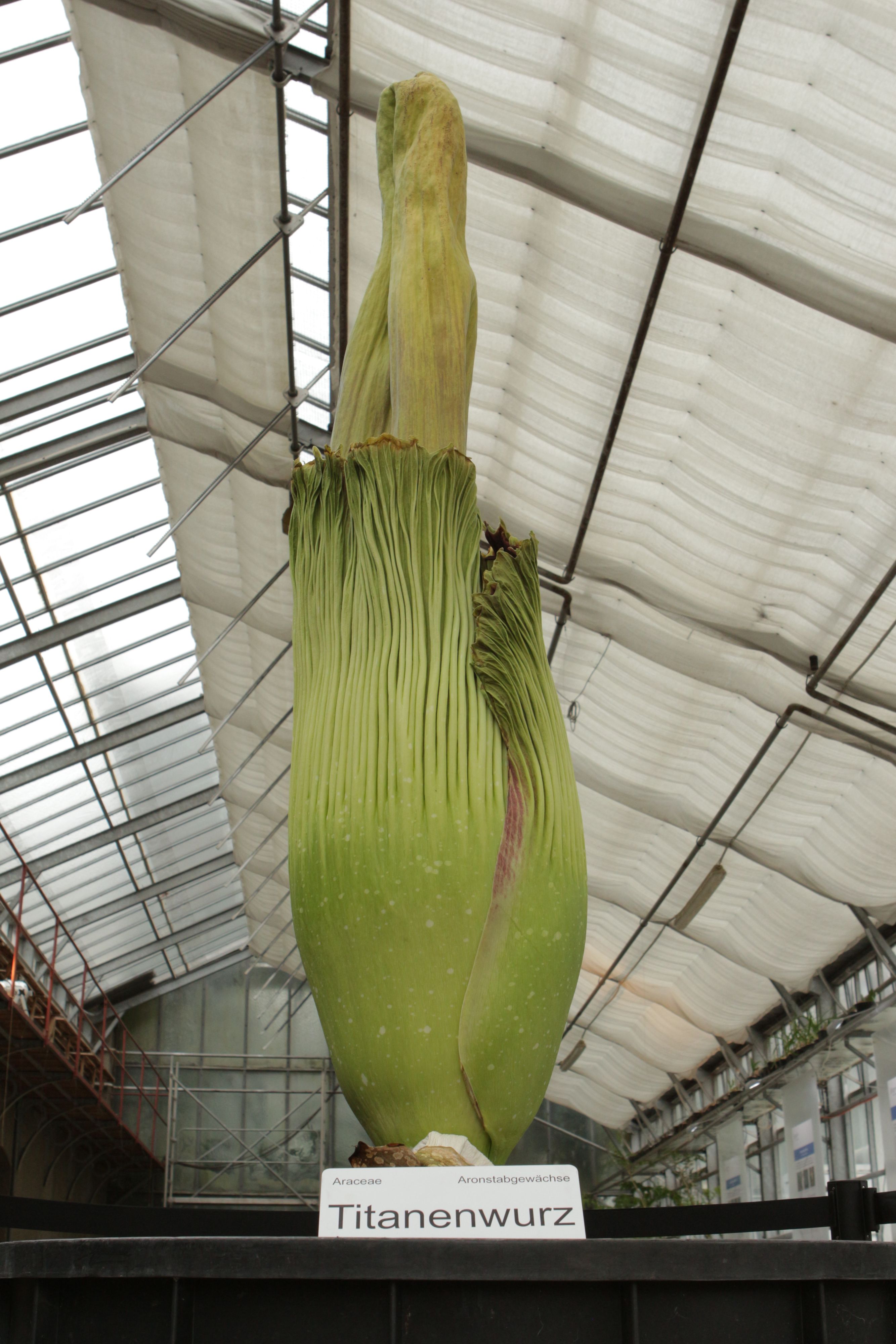 Titanwurz
