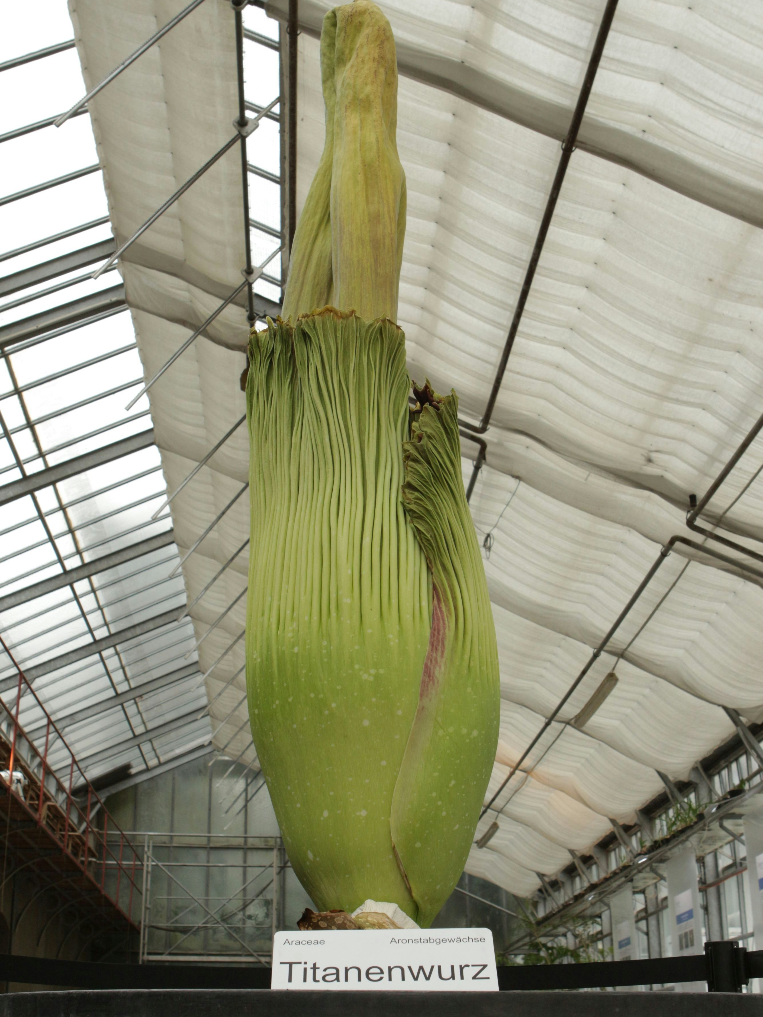 Titanwurz