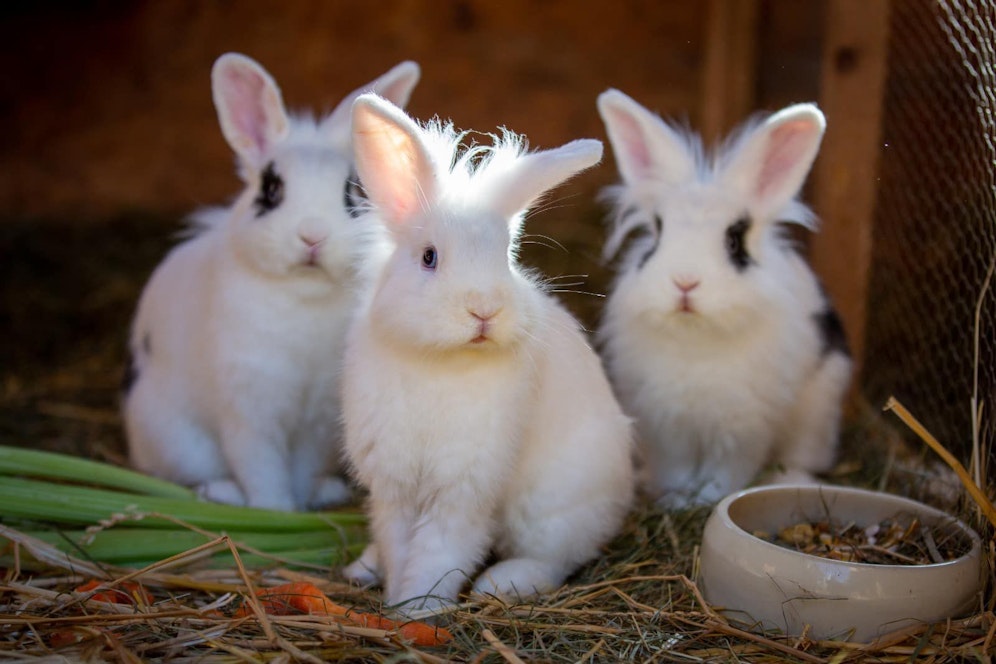 Die herzigen Tiere werden jetzt versorgt.