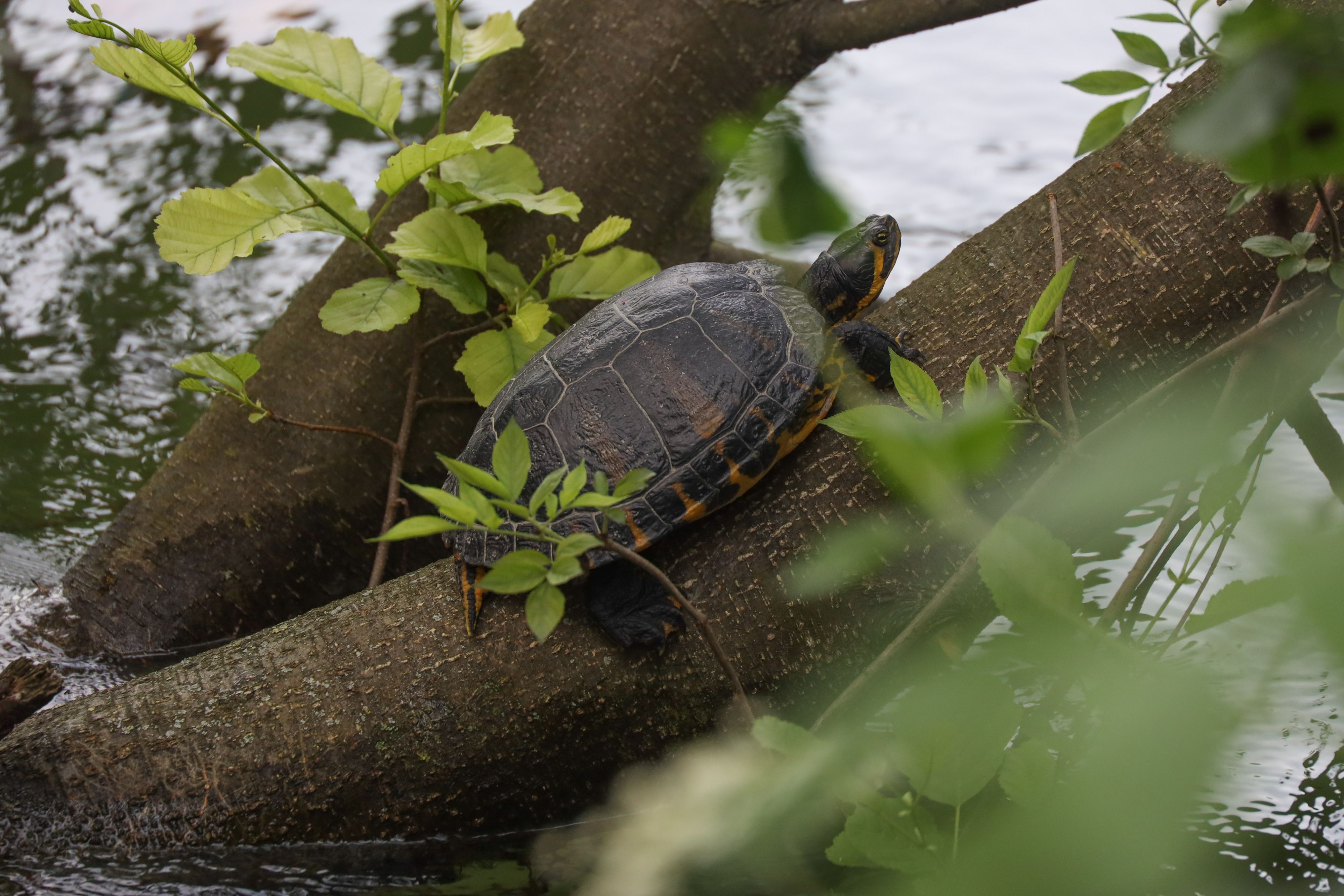 Passanten entdeckten die Schildkröte im Mühlbach in der Welser Innenstadt.