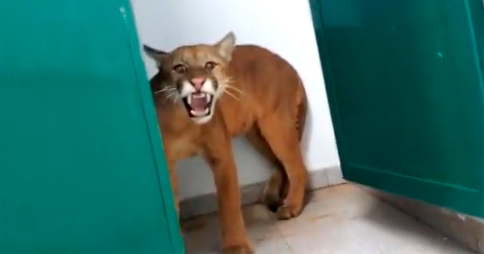 Das Puma-Mädchen hatte vermutlich mehr Angst als der Bub.