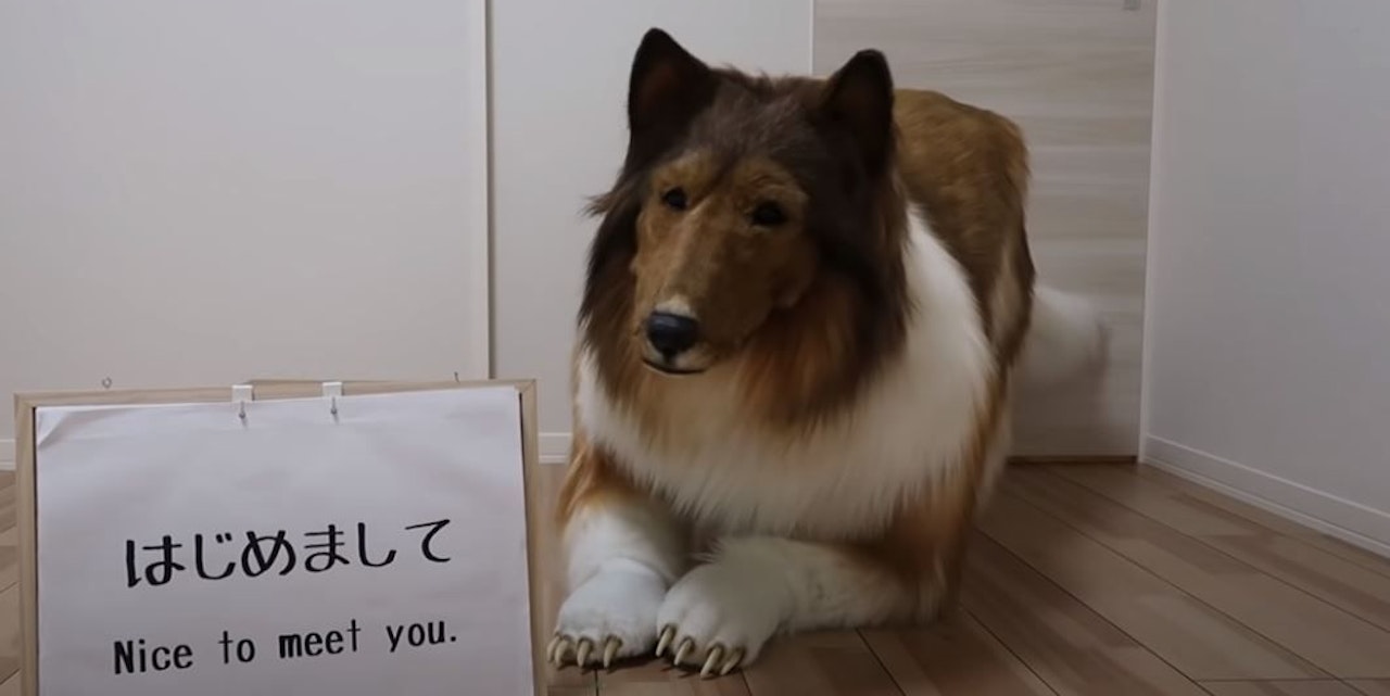 日本人はコリー犬の着ぐるみを着て生活している – インターネットで口コミで広まる – 健康