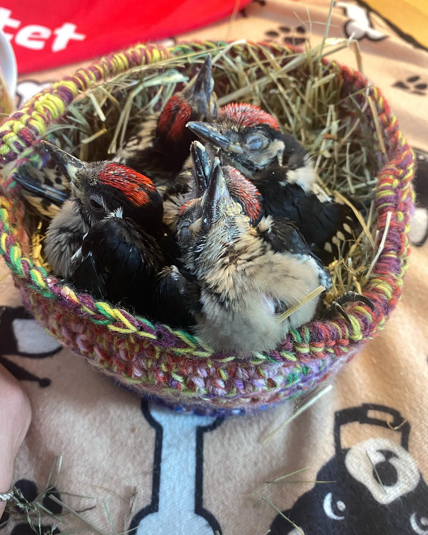 Zurzeit versorgt die Pfotenhilfe Lochen Dutzende Vogelkinder