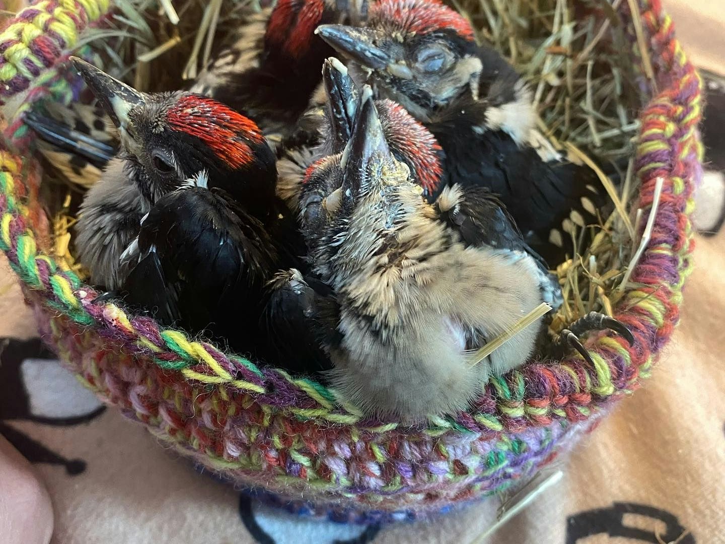 Zurzeit versorgt die Pfotenhilfe Lochen Dutzende Vogelkinder