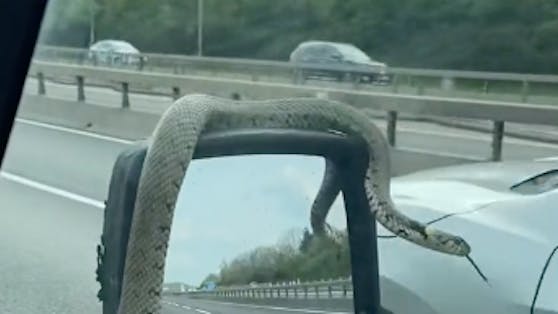 Der Ringelnatter war die Autofahrt wohl doch zu wild und sie versuchte zu flüchten.
