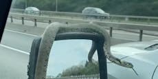 Schlangen-Alarm auf der Autobahn endete tödlich