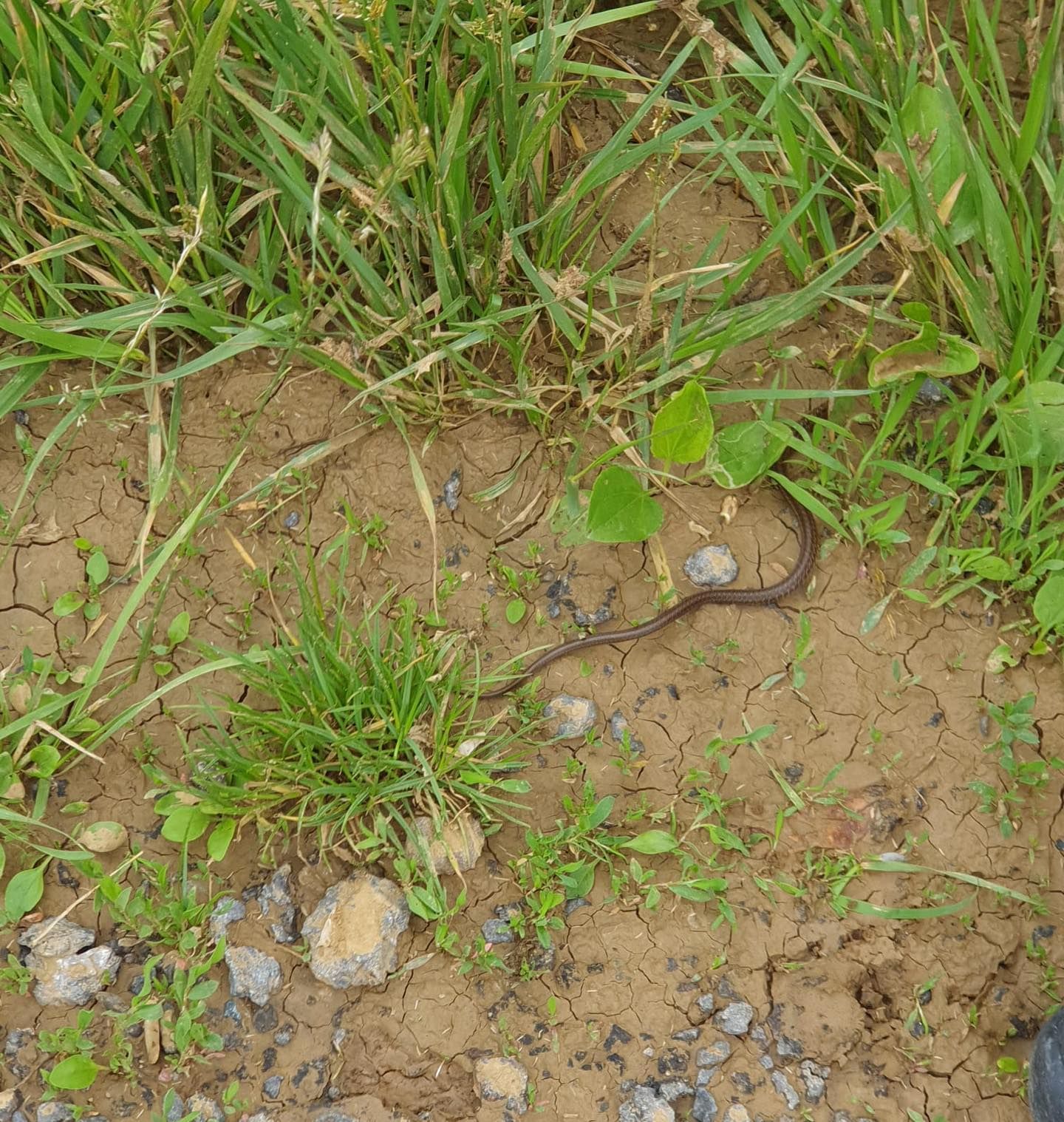 Die Feuerwehr ließ das Tier am Ortsrand wieder frei.
