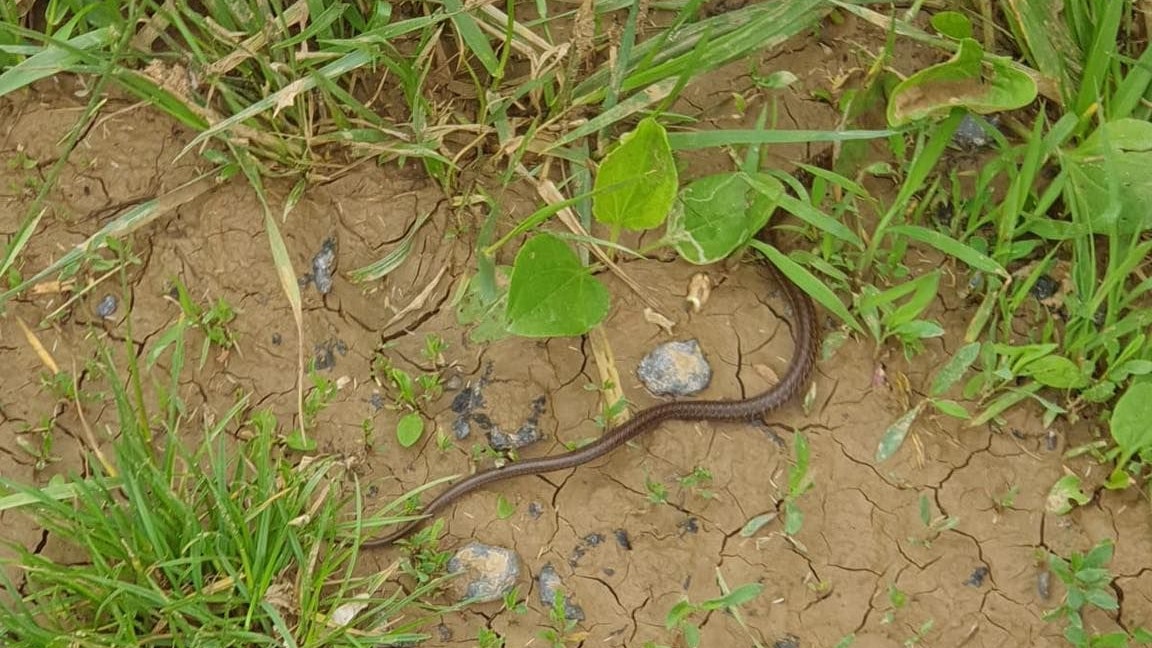 Die Feuerwehr ließ das Tier am Ortsrand wieder frei.