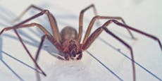 Spinnenbiss macht aus Hardcore-Veganerin Fleischesserin
