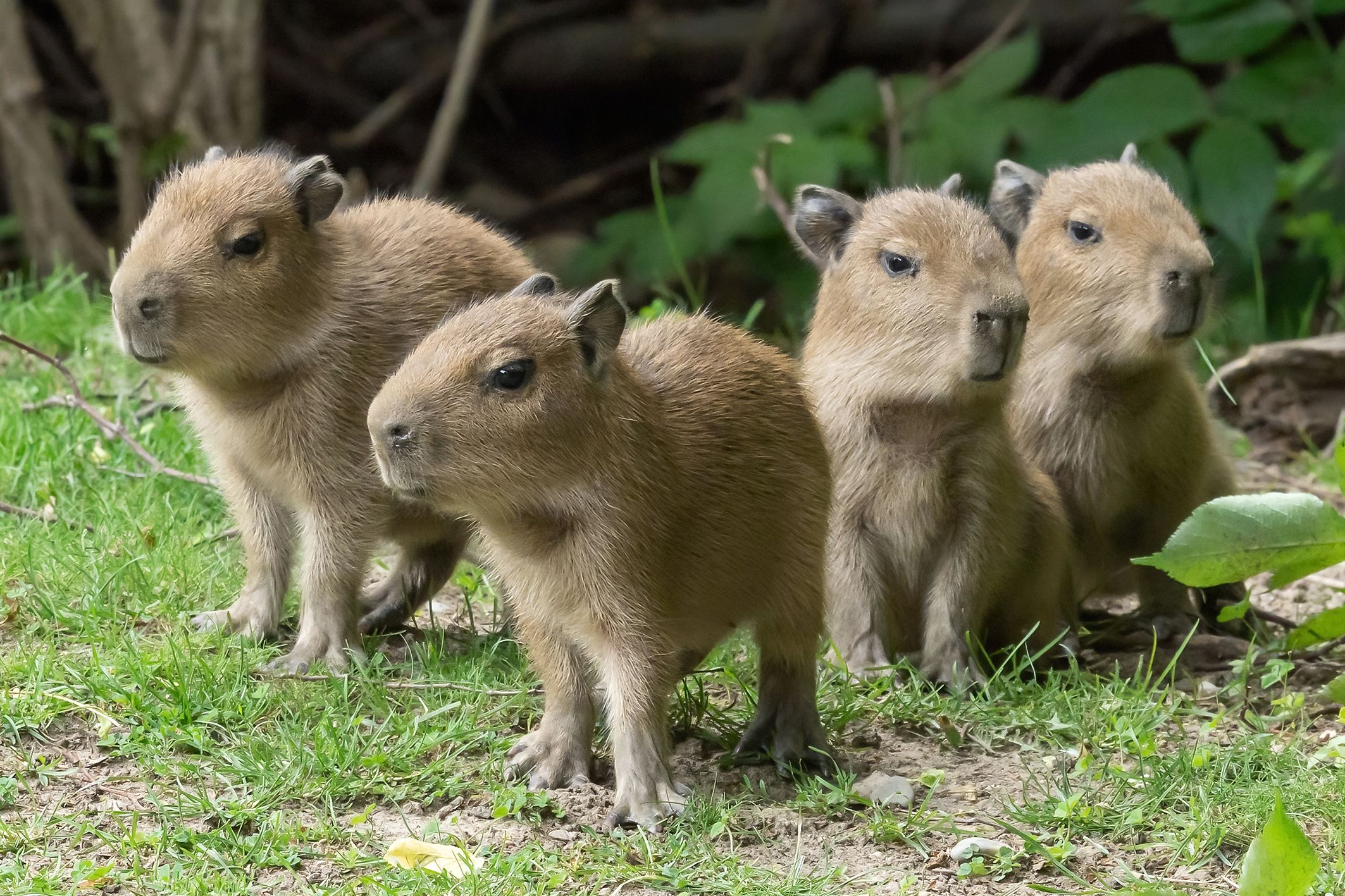 Vier Wasserschwein Babys wurden im Tiergarten Schönbrunn geboren.