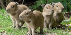 Vier Wasserschwein-Babys im Tiergarten Schönbrunn