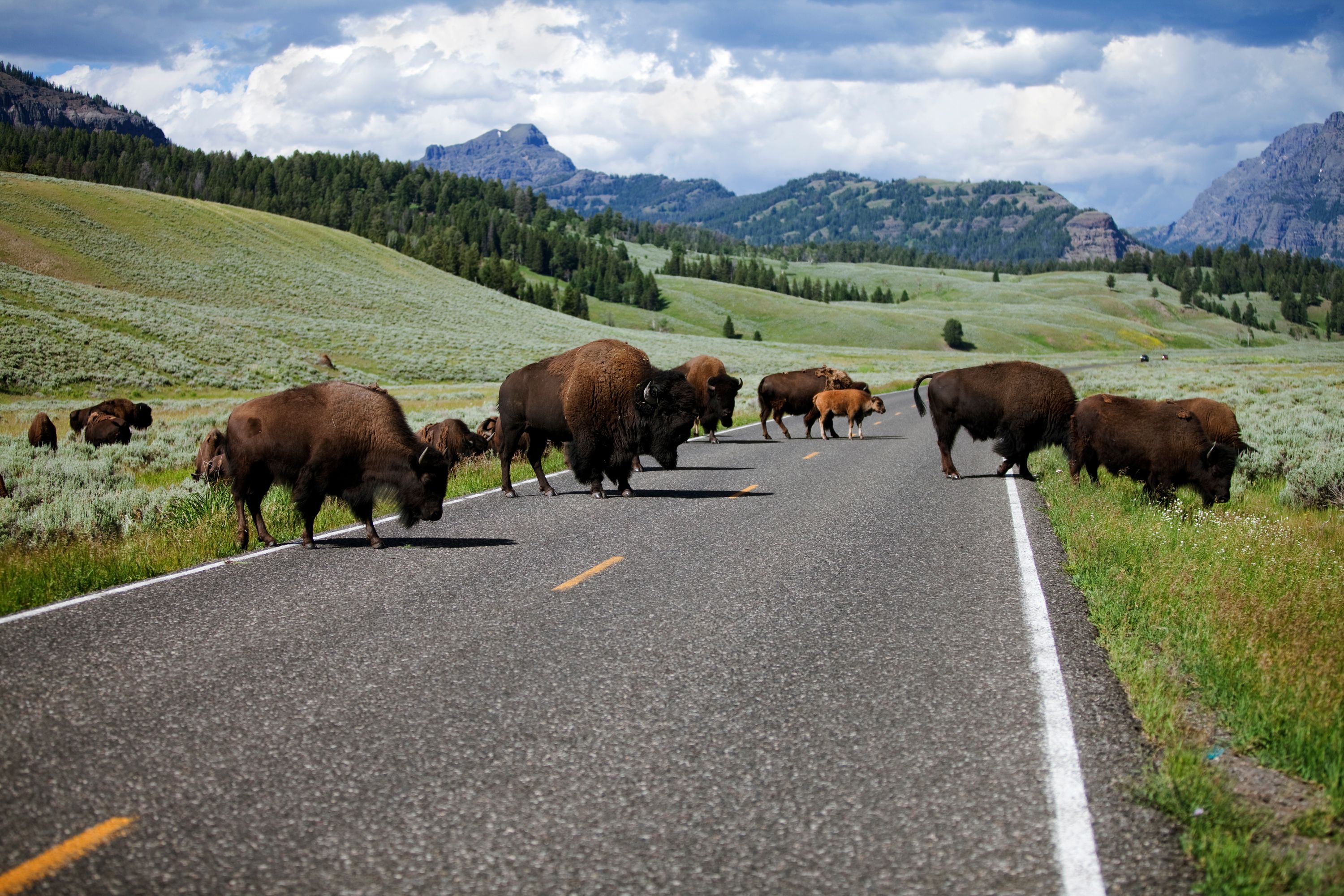Unterschätzte Gefahr: Bisons im Yellowstone National Park.