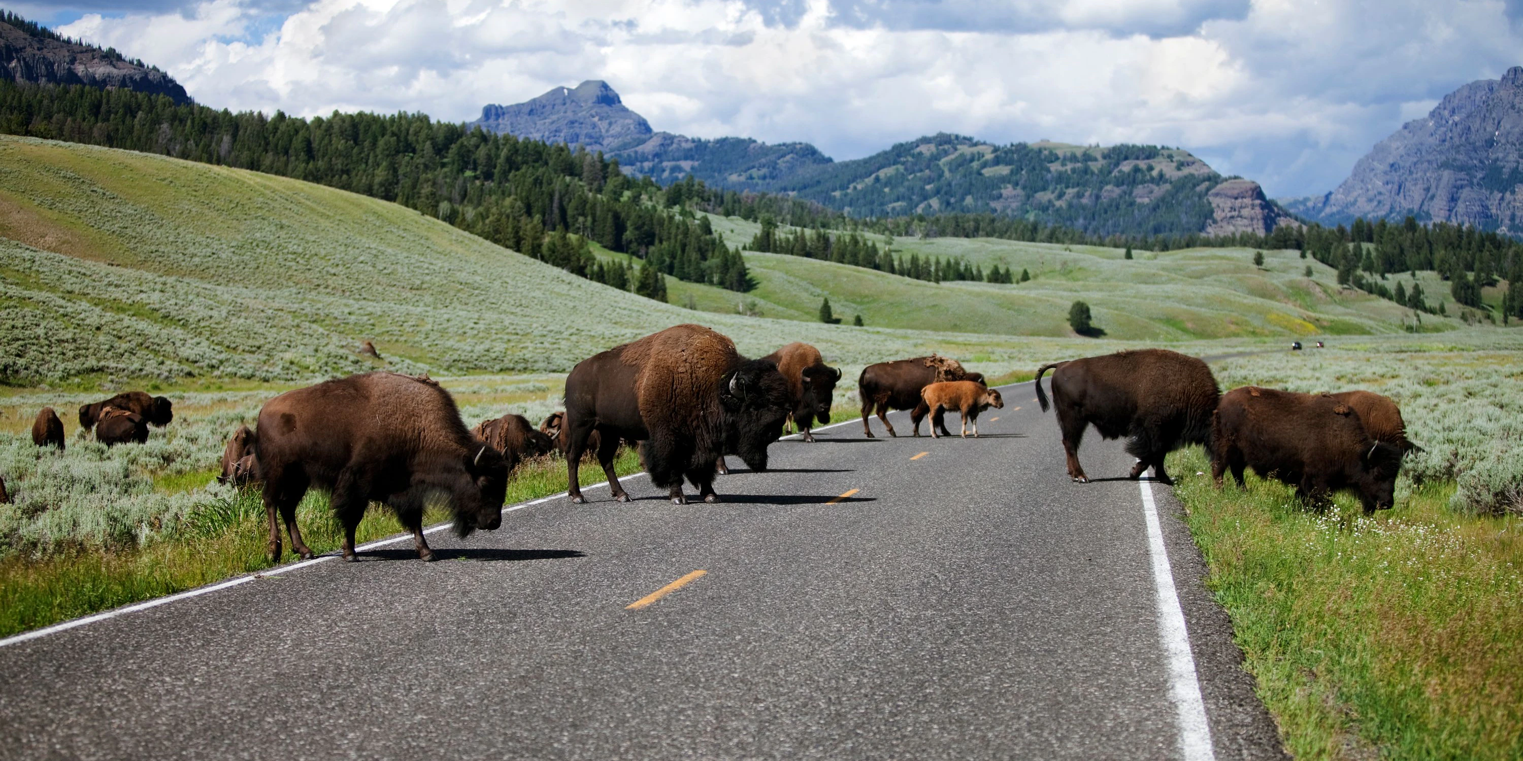 Unterschätzte Gefahr: Bisons im Yellowstone National Park.