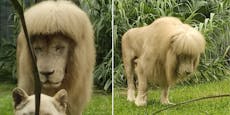 Zoo-Löwe hat neue Frisur – niemand weiß woher