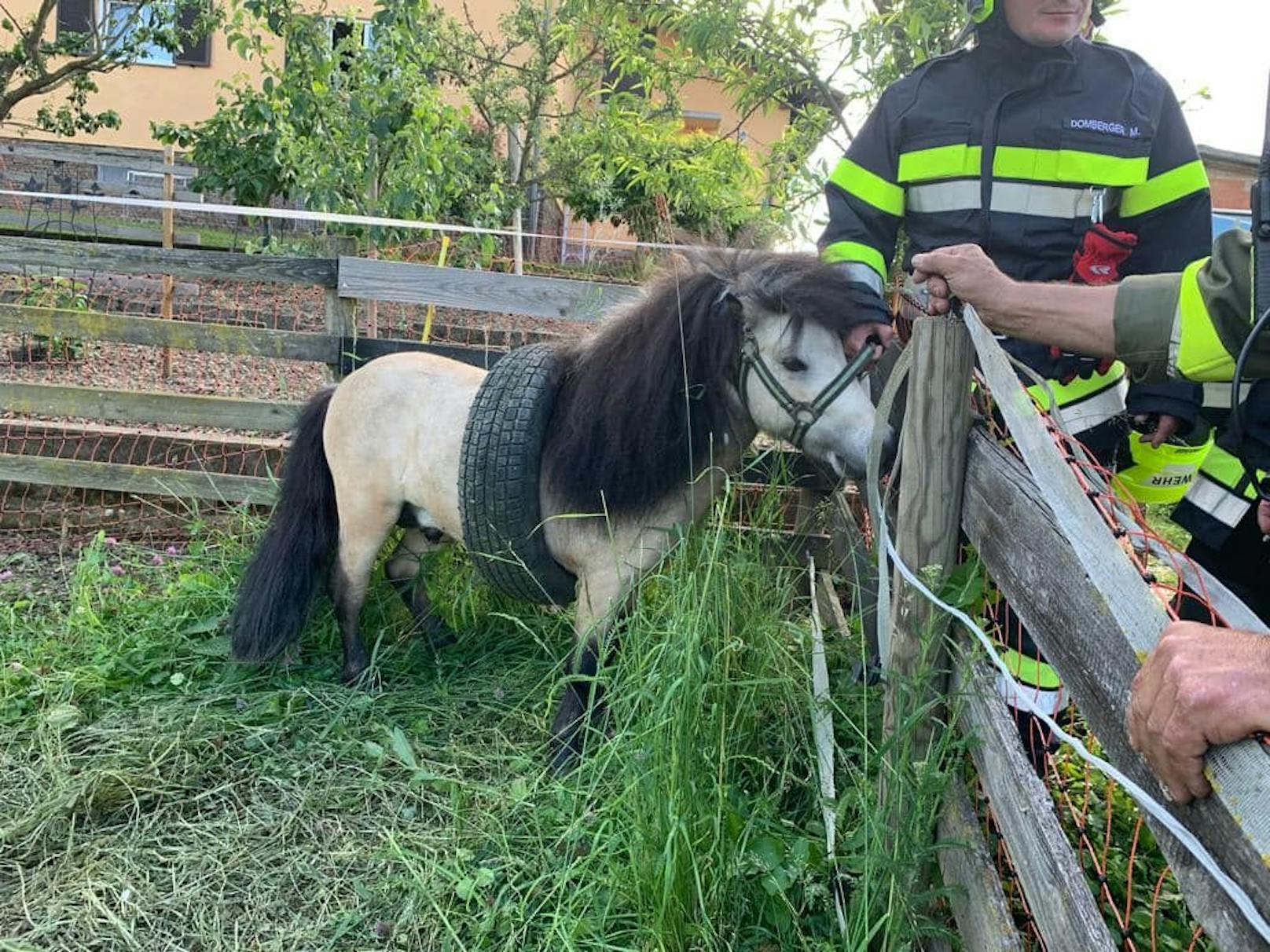 Dank Seifenwasser konnte das Mini-Pferd von der Feuerwehr "gerettet" werden.