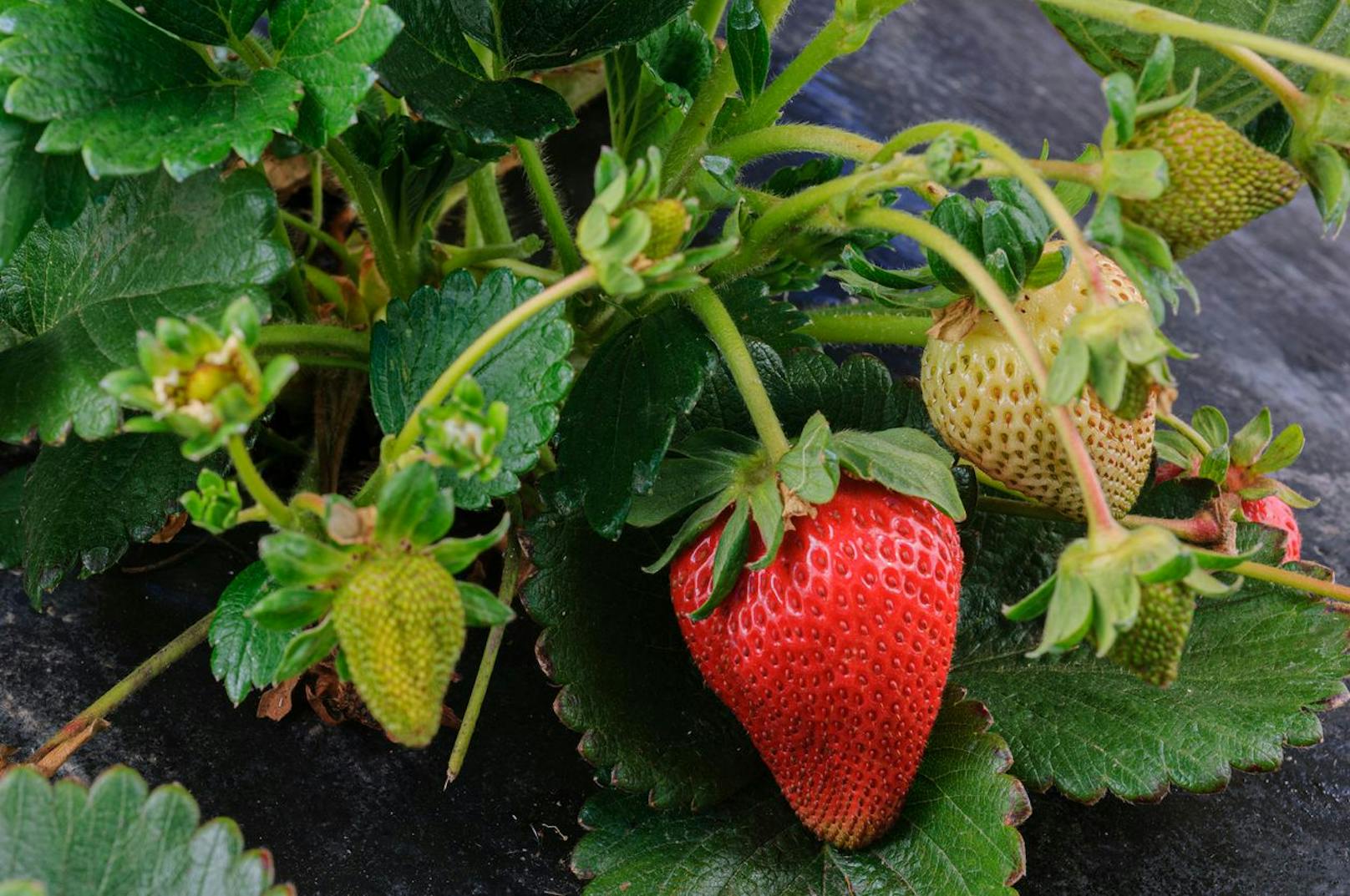 Erdbeeren - Wenn deine Erdbeeren vor der Ernte nicht strahlend rot sind, brauchst du die bereits gepflückten grünen Früchte erst gar nicht nehmen. Nur die farbigen Erdbeeren solltest du im Kühlschrank legen.