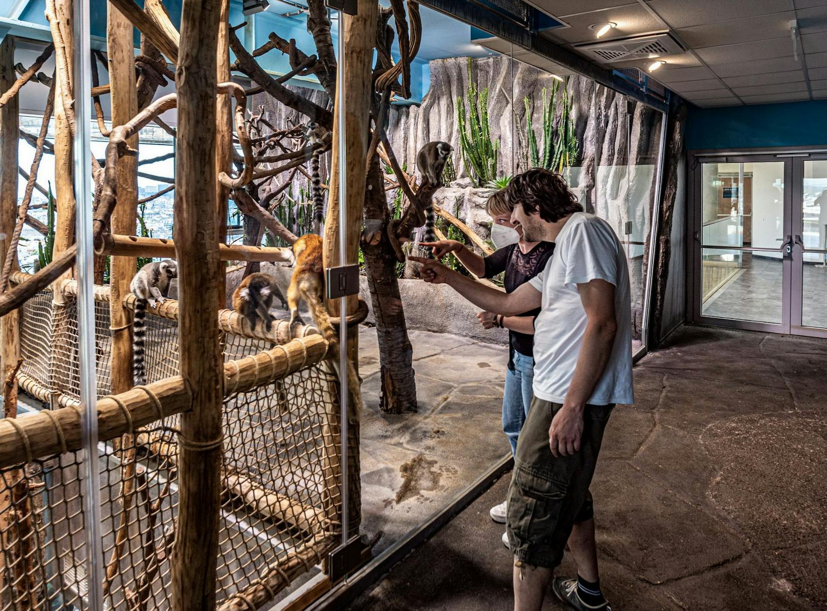 Dank einer sieben Meter langen Glaswand können die Kattas und Schwarzen Lemuren im Haus des Meeres jetzt noch näher bestaunt werden.