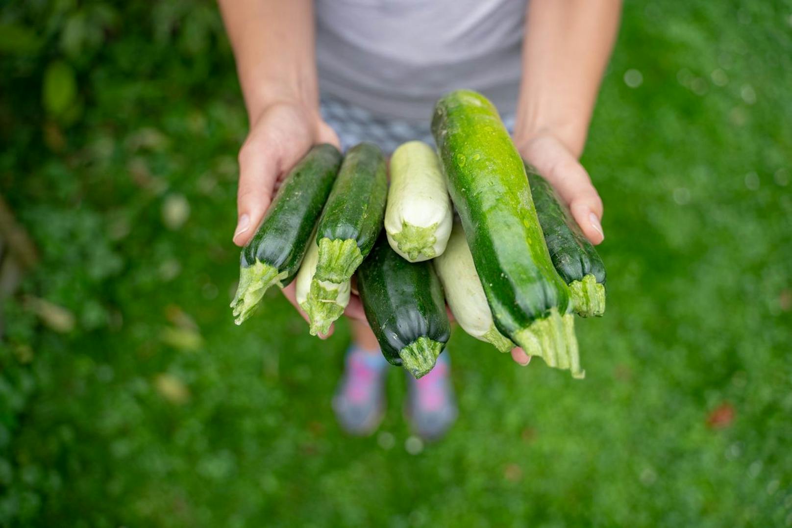 Zucchini - Zucchini sind nach der Erntezeit nur wenige Tage lagerfähig, so ist das zumindest der Fall bei jungen Zucchini-Früchten. Zu jung geerntet und dich erwarten weder Frische noch Geschmack. 