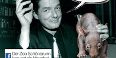 Flashmob soll Wombat in den Zoo Schönbrunn bringen