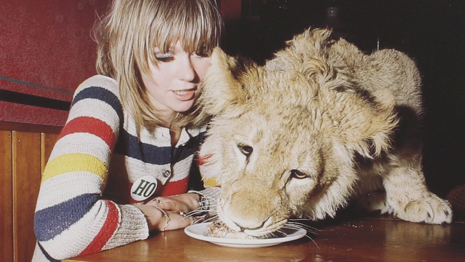 Download von www.picturedesk.com am 02.06.2022 (15:55).  ACT action_39055959 -- ***IMAGES TO USED ONLY IN ASSOCIATION WITH THIS STORY**.Photos showing a famous lion that lived in a London flat in the 1960s eating steak, drinking from the loo and enjoying trips in a convertible are to go on sale. The pictures feature Christian the cub that was bought from Harrods in 1969 by Australians socialites John Rendall and Anthony 'Ace' Bourke. See SWNS story SWBRlion. They drove him around to parties in a Mercedes convertible and allowed him to roam free in their upmarket flat in Chelsea. The pair raised Christian in their home above their Kings Road furniture shop - named Sophistocat. It is believed that The Rolling Stones, who rehearsed nearby, would frequently drop by to visit the two Aussies with a lion. Christian was eventually taken back to his origins in Kenya when he got too big. - 20220602_PD1328 - Rechteinfo: Rights Managed (RM)