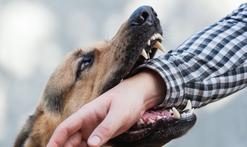 Zwei Hunde sollen einen Spaziergänger samt Hund angegriffen haben.