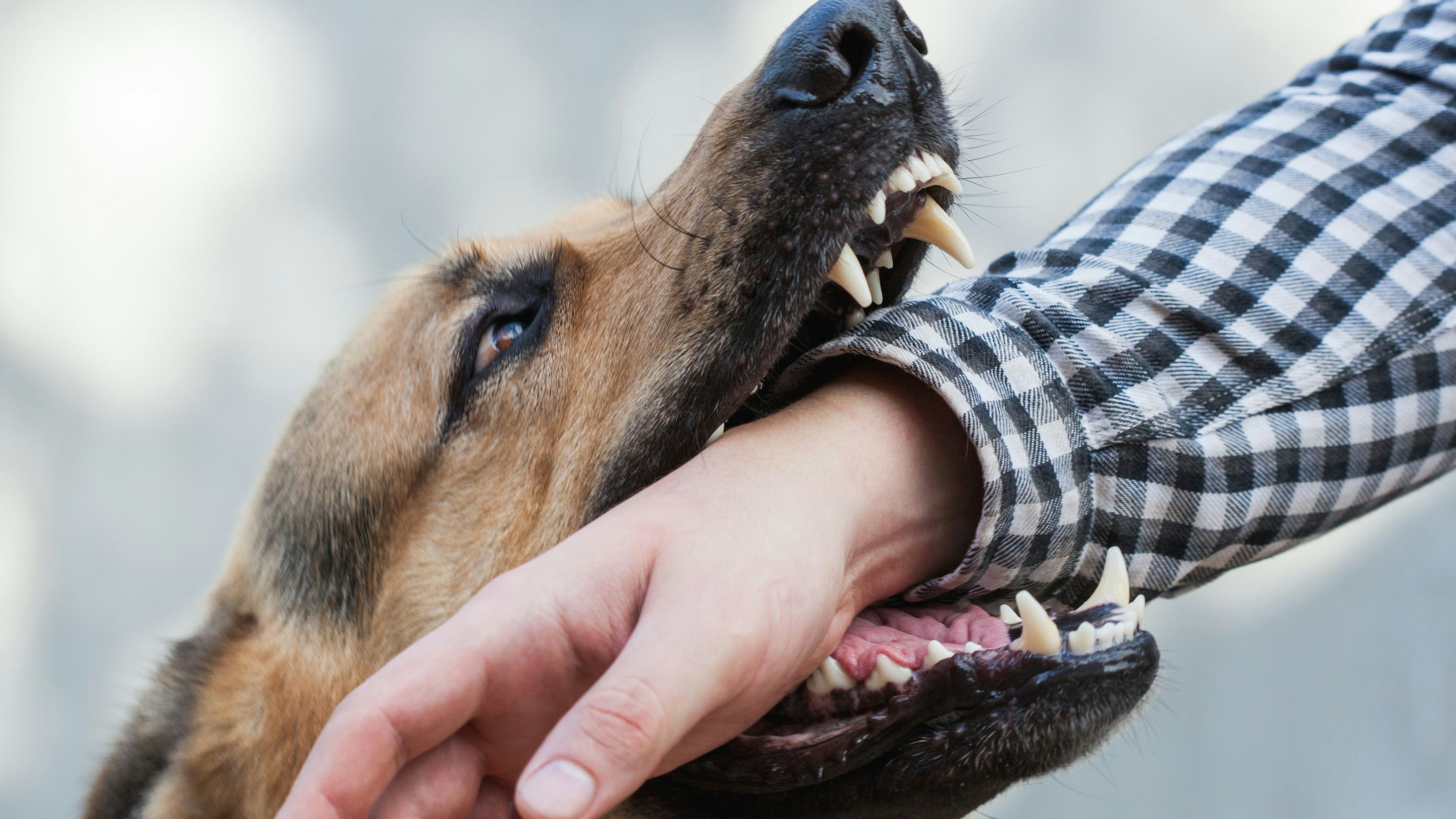 One German shepherd bites a man by the hand. Training and breeding thoroughbred dogs.