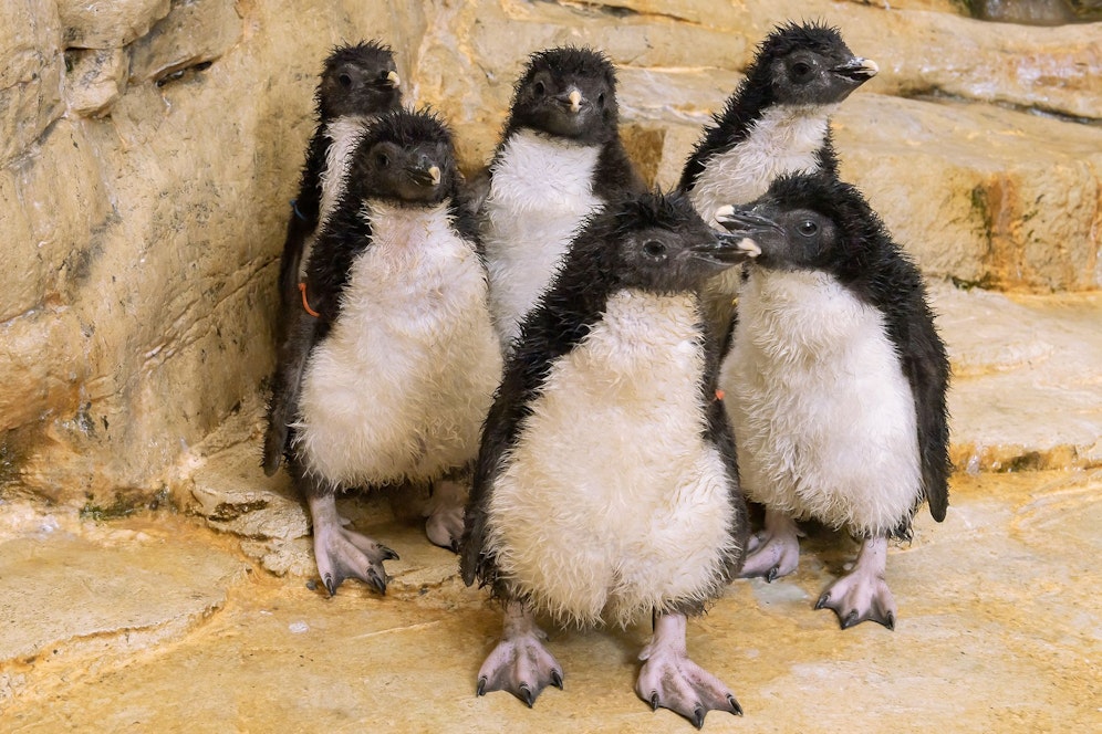 Gleich sechs&nbsp;Felsenpinguin-Küken sind in den vergangenen Wochen im Tiergarten Schönbrunn geschlüpft.