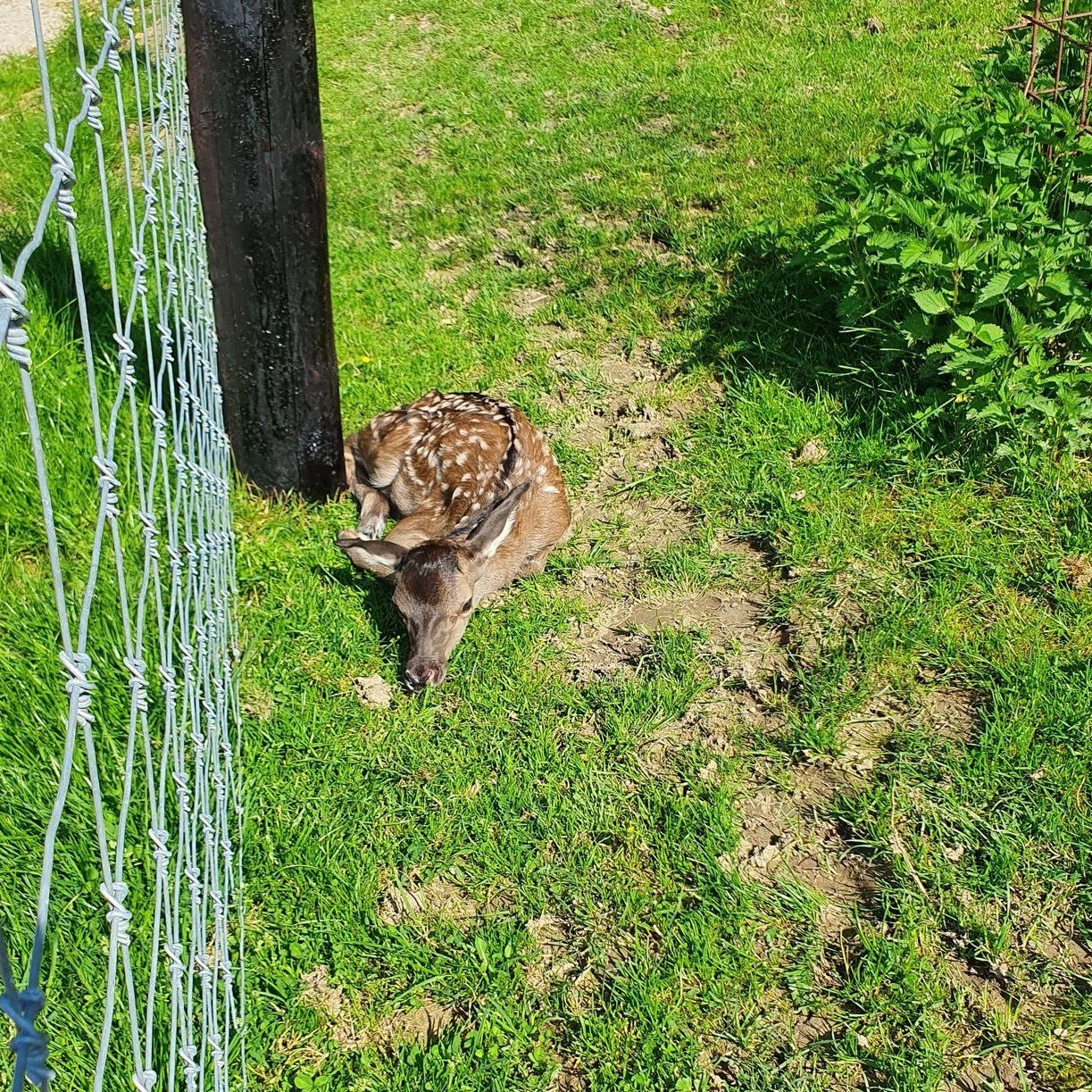 Auf den neuen Rundgängen kann man auch die jüngsten Tiere beobachten.