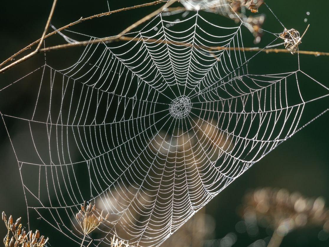 Close shot of water droplets on a spiders web.