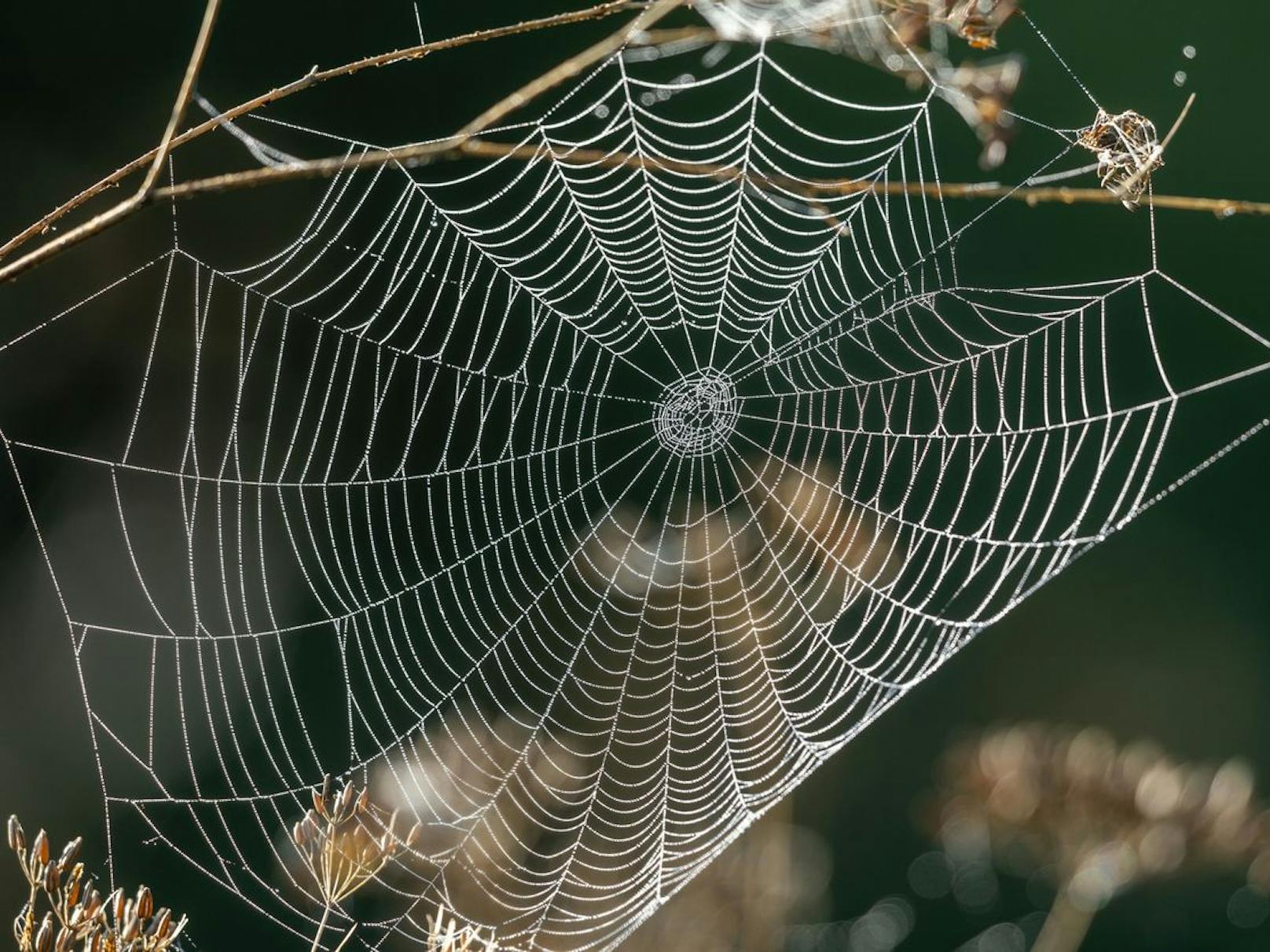 Wissenschaftlerinnen untersuchten Spinnennetze auf Mikroplastik, keine einzige Probe war unbelastet.