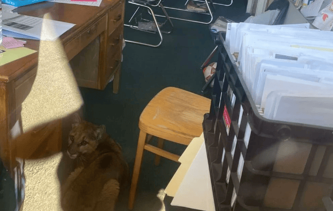 Ein Puma verirrte sich in ein Klassenzimmer.