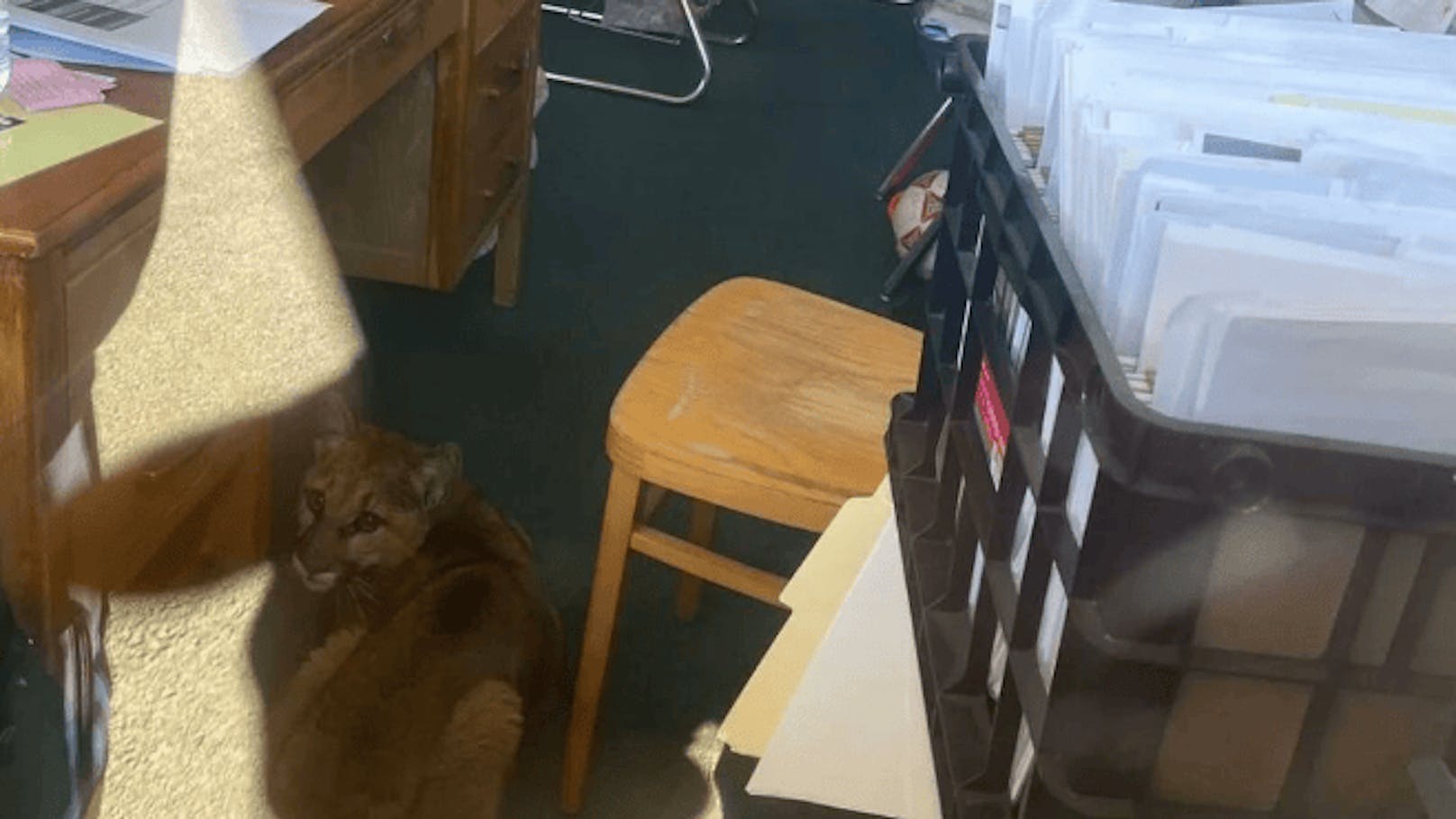 Ein Puma verirrte sich in ein Klassenzimmer.