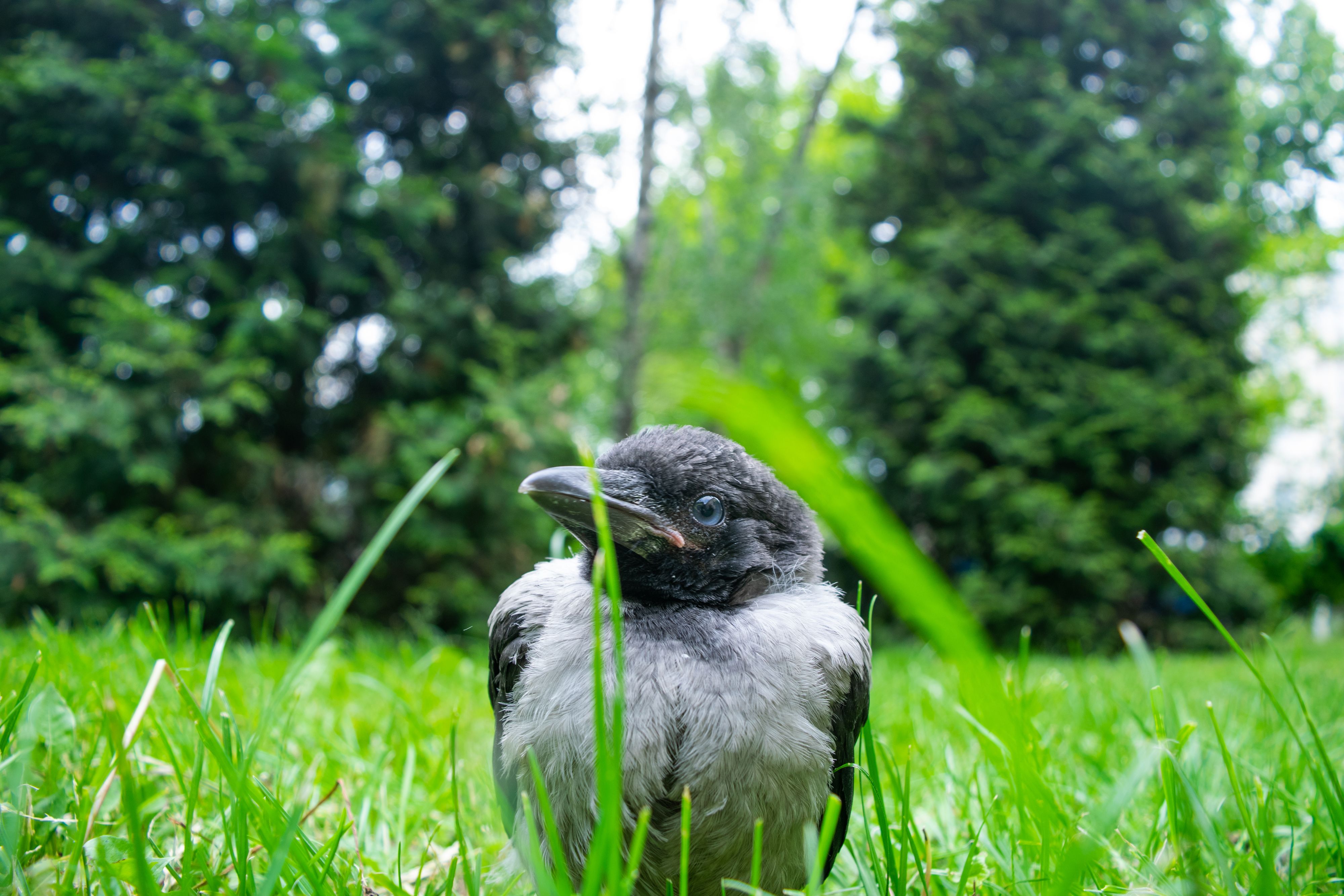 Cub of a gray crow with blue eyes in the green grass. Bird population and rearing of chicks in cities. Close-up.