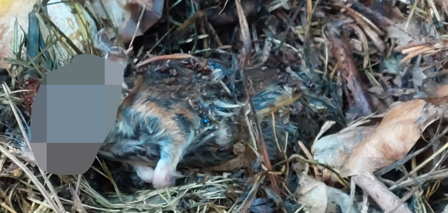 Diese Ratte lag im Filter