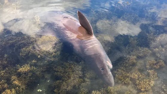 Der zwei Meter lange Hai wurde an der spanischen Westküste gesichtet.