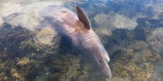 Zwei-Meter-Hai vor spanischer Küste entdeckt