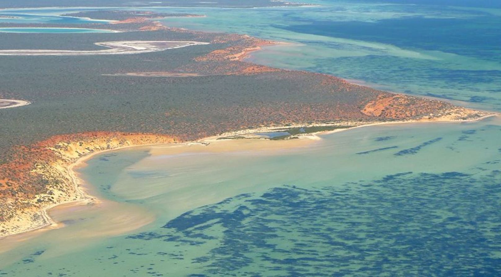 Ein Luftbild der Shark Bay, einschließlich des Seegrases, das als dunkle Flecken im Wasser erscheint.